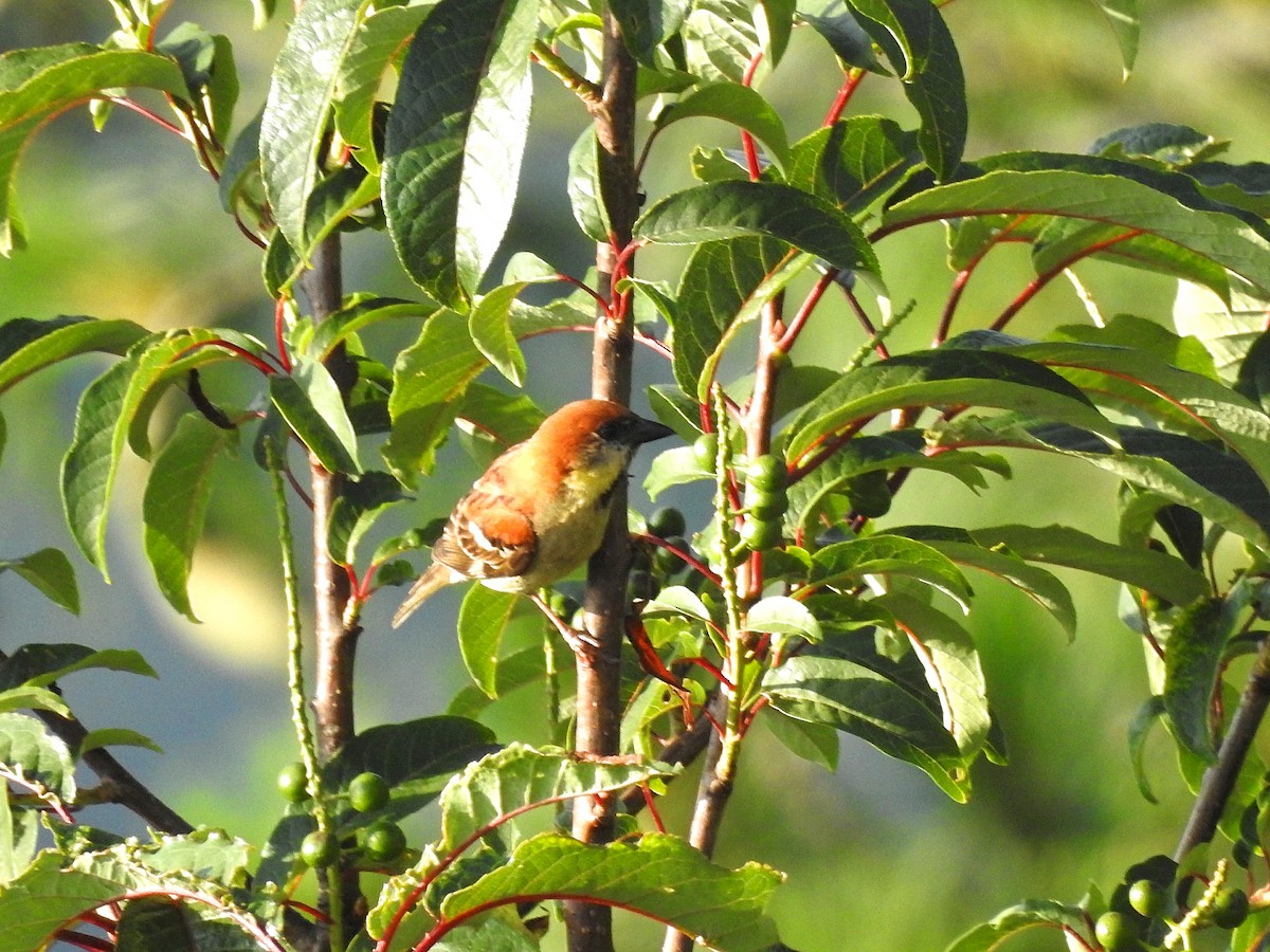Russet Sparrow - ML585919051