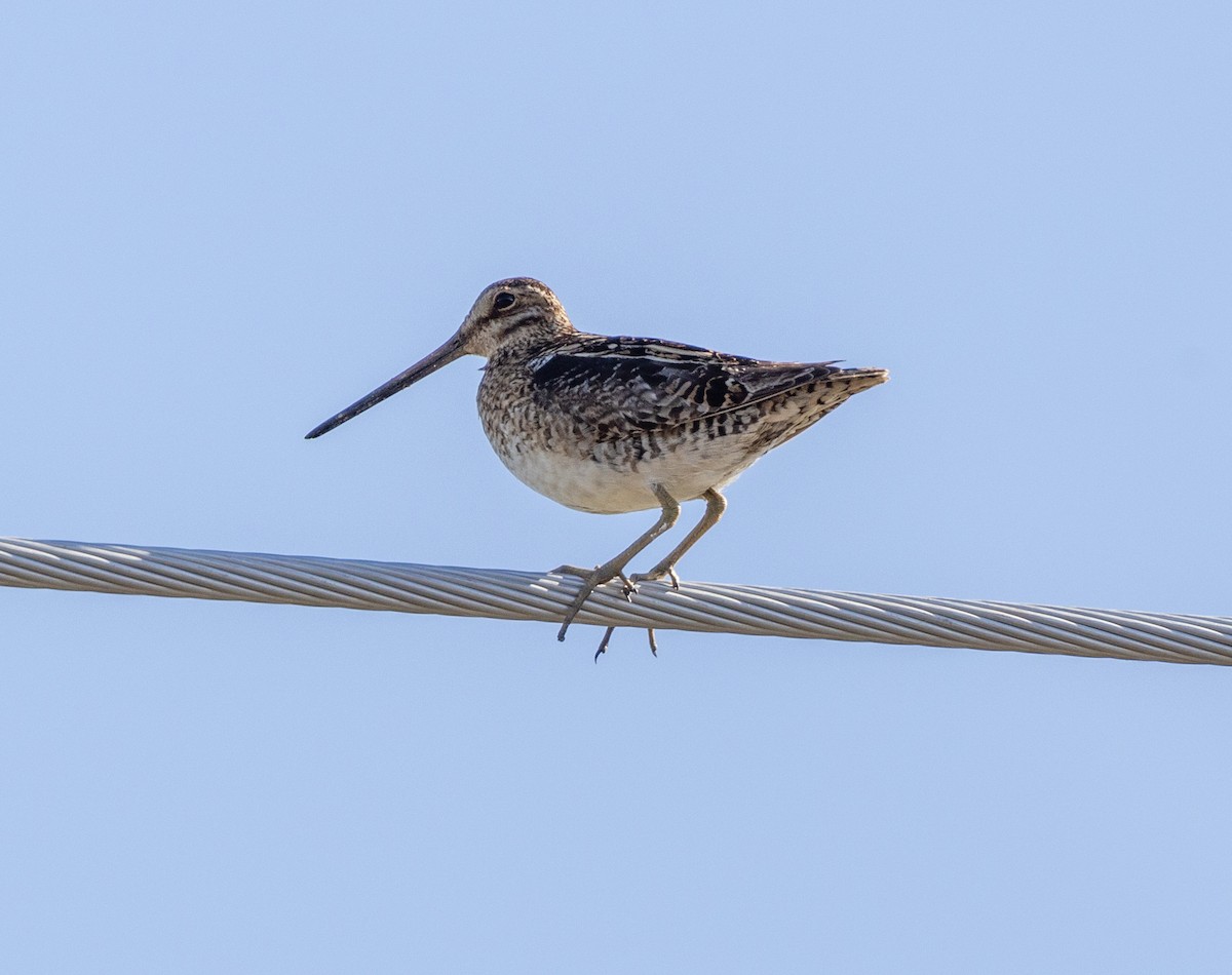 Wilson's Snipe - ML585919121