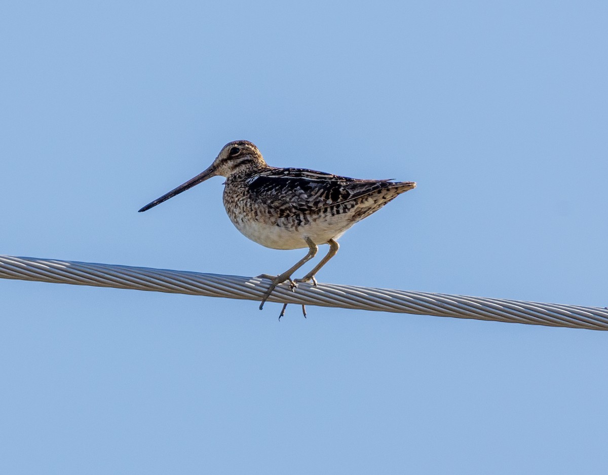 Wilson's Snipe - ML585919131