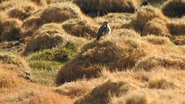 Dusky Thrush - ML585919741