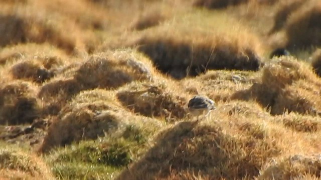 Dusky Thrush - ML585919751