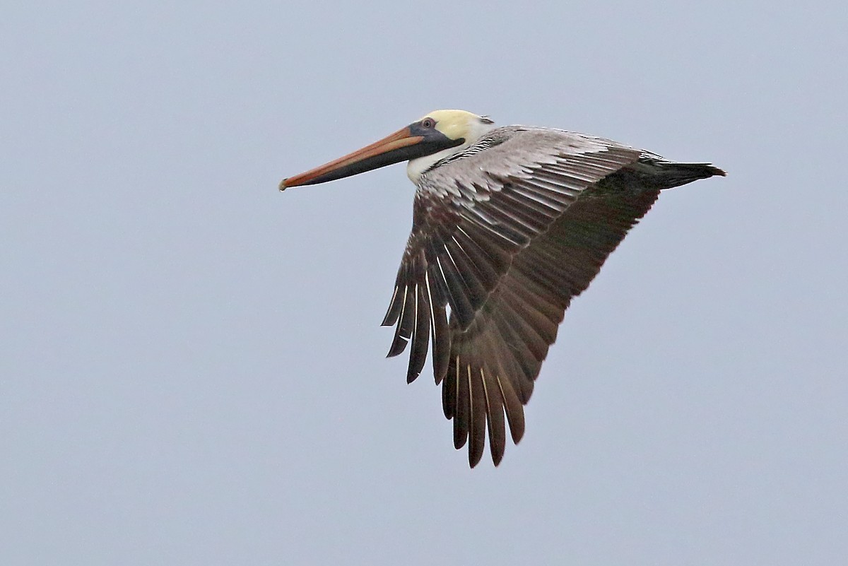 Brown Pelican - ML585919891