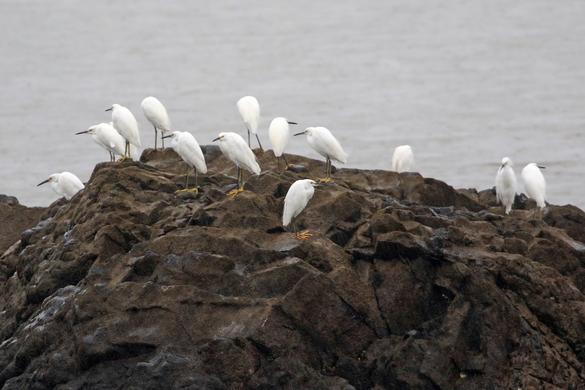 Aigrette neigeuse - ML585919941