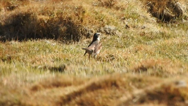 Dusky Thrush - ML585920071