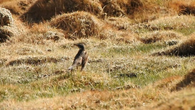 Dusky Thrush - ML585920301