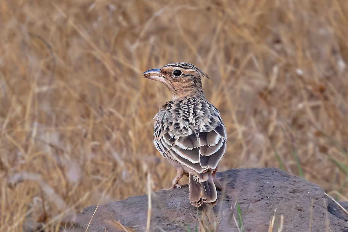 Tawny Lark - ML585921161