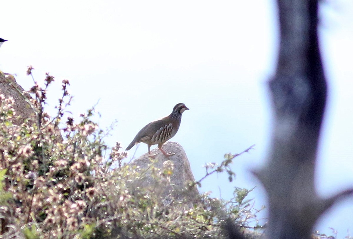 Red-legged Partridge - ML585922101