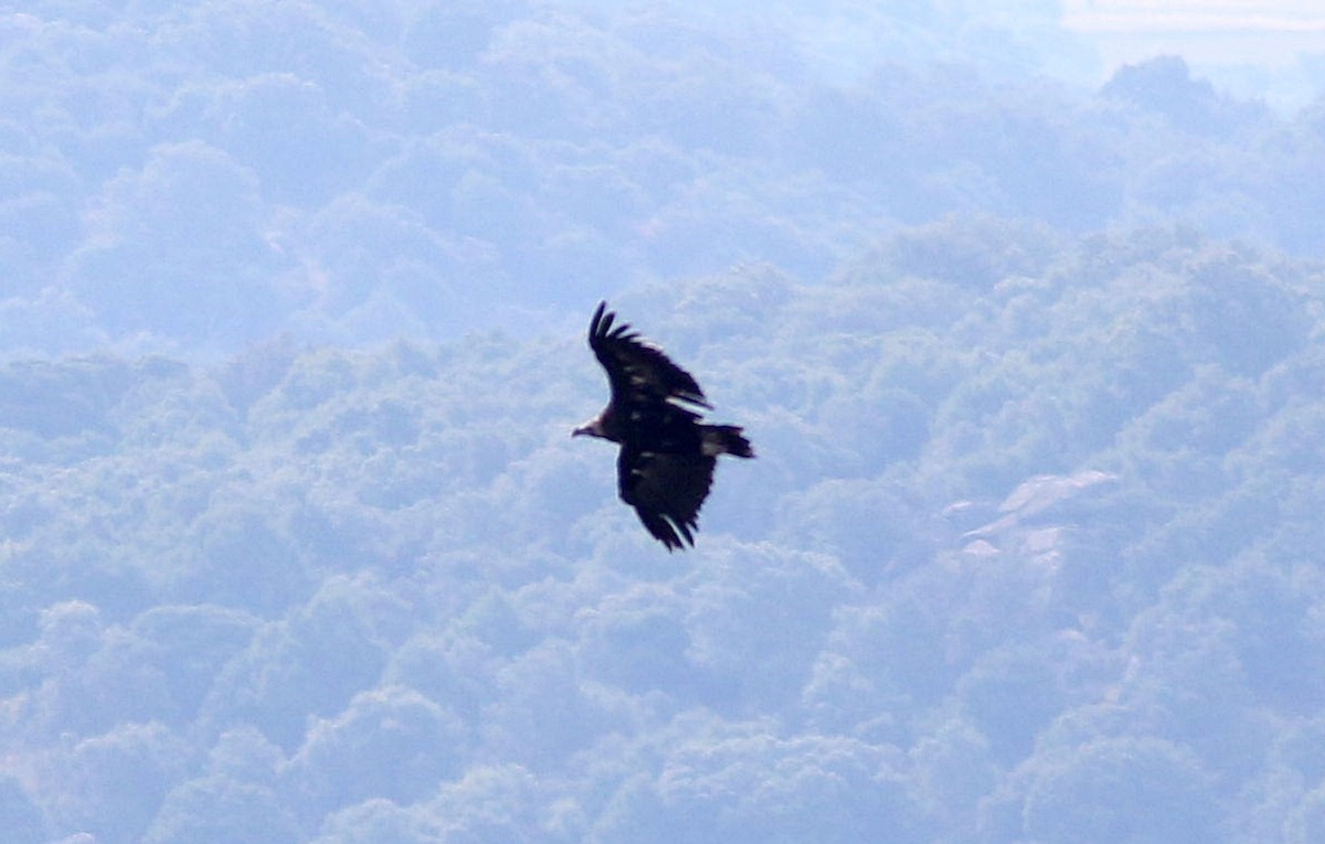 Cinereous Vulture - ML585922311