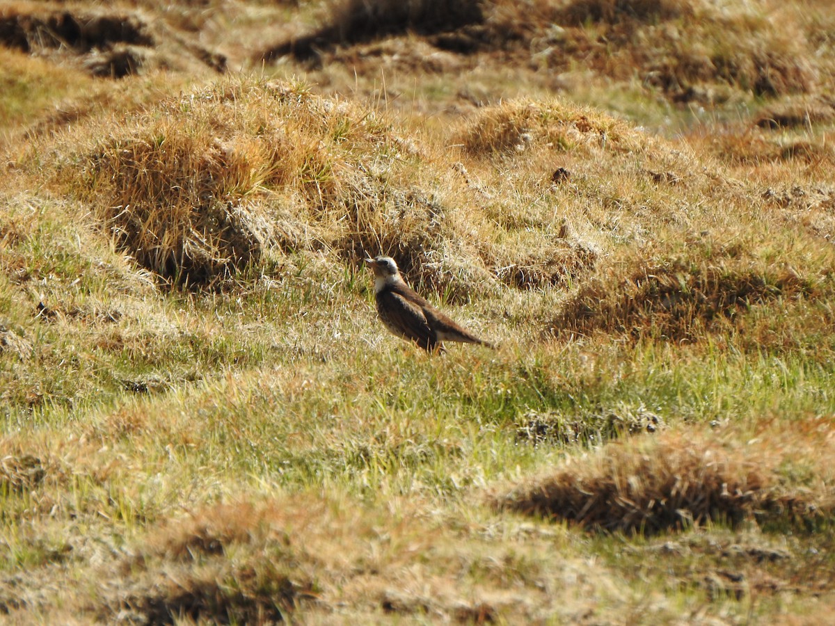 Dusky Thrush - ML585922401