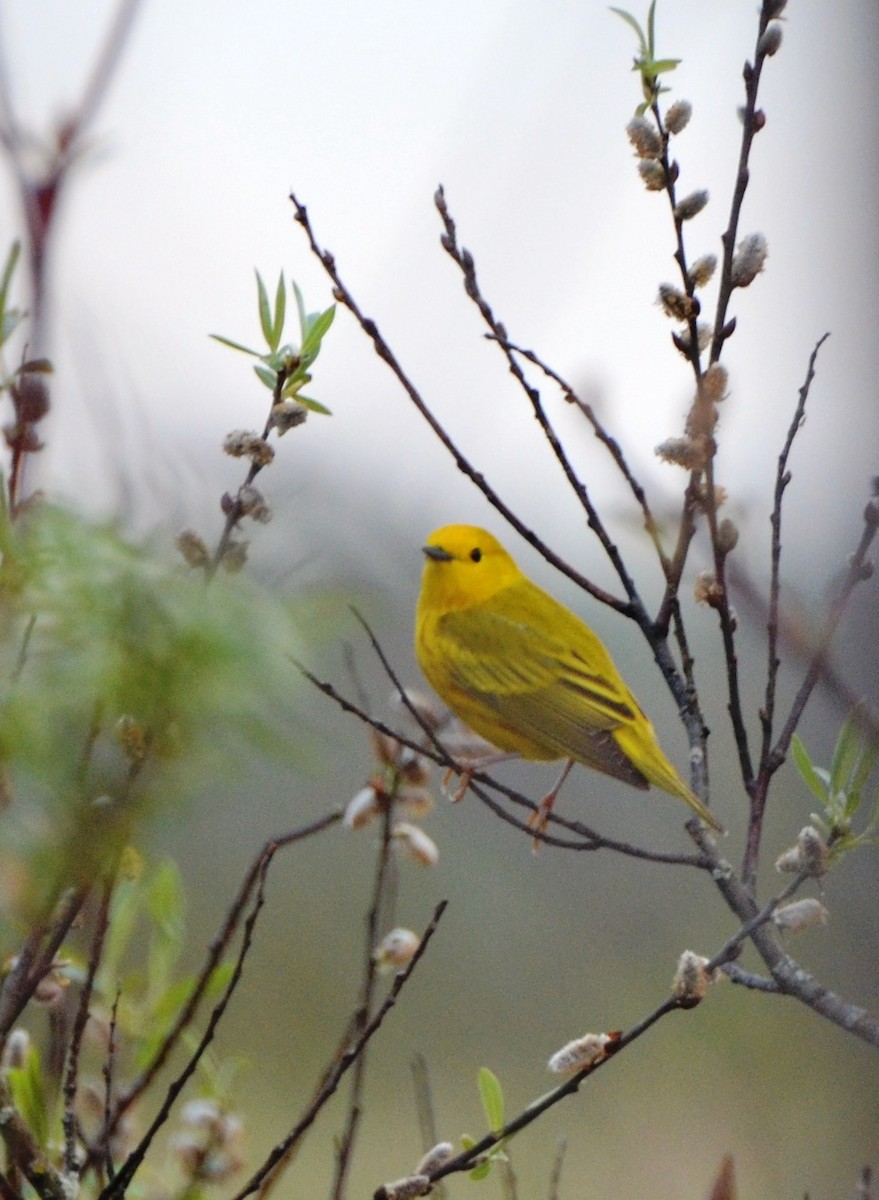 Yellow Warbler - ML58592251