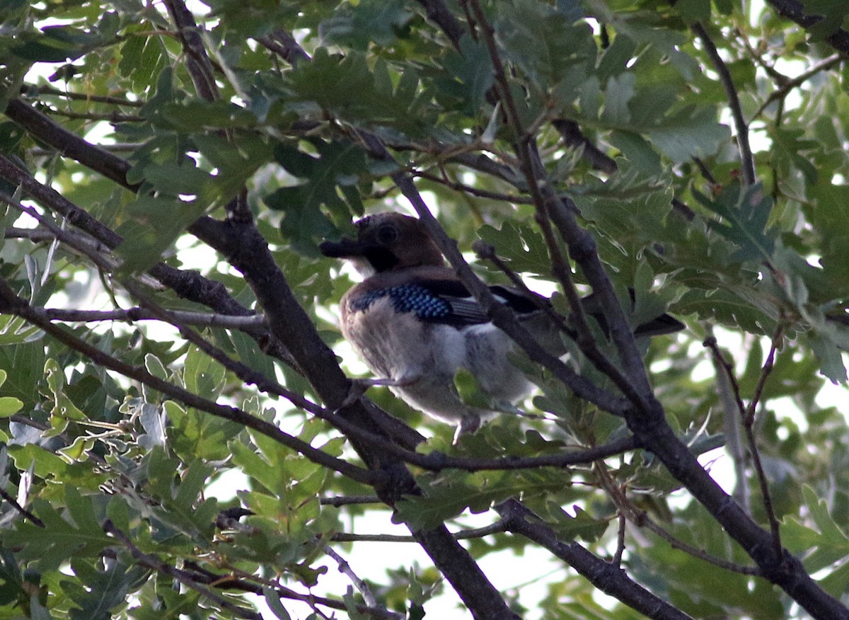 Eurasian Jay - Miguel García