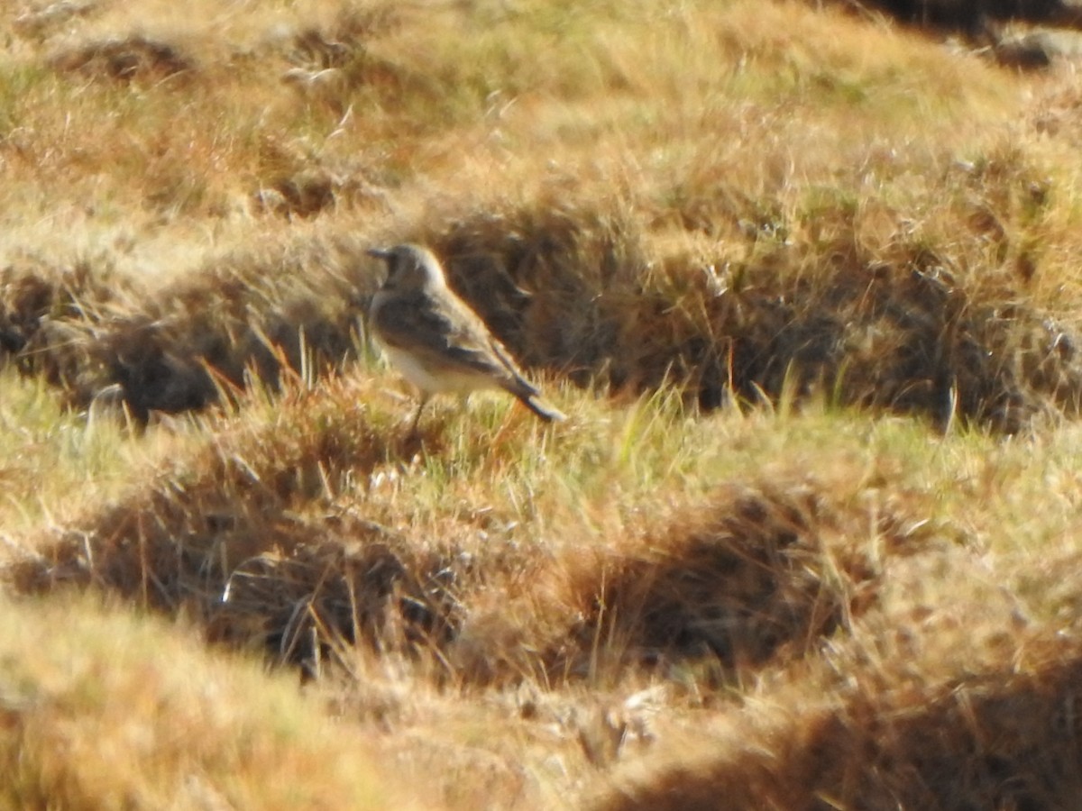 Dusky Thrush - ML585923171