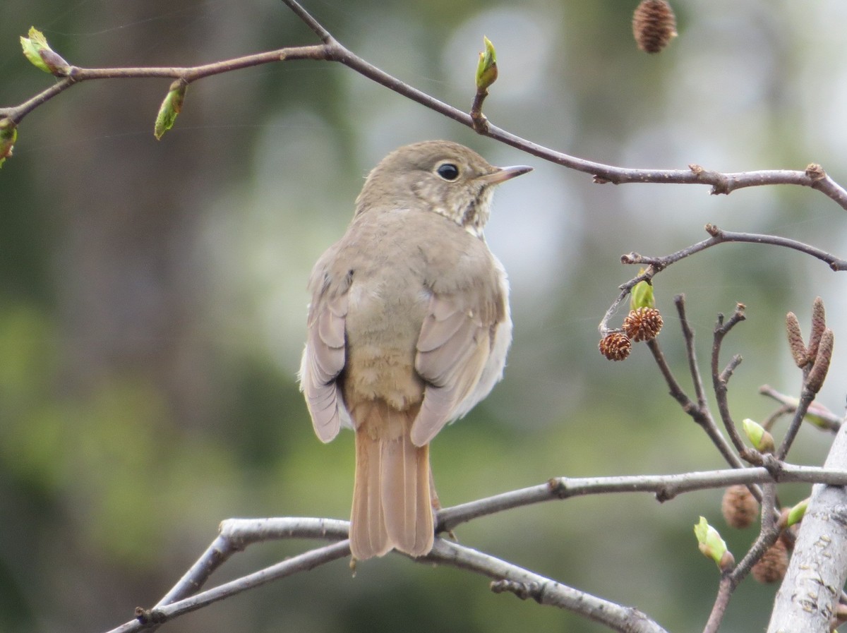 Hermit Thrush - ML585923491