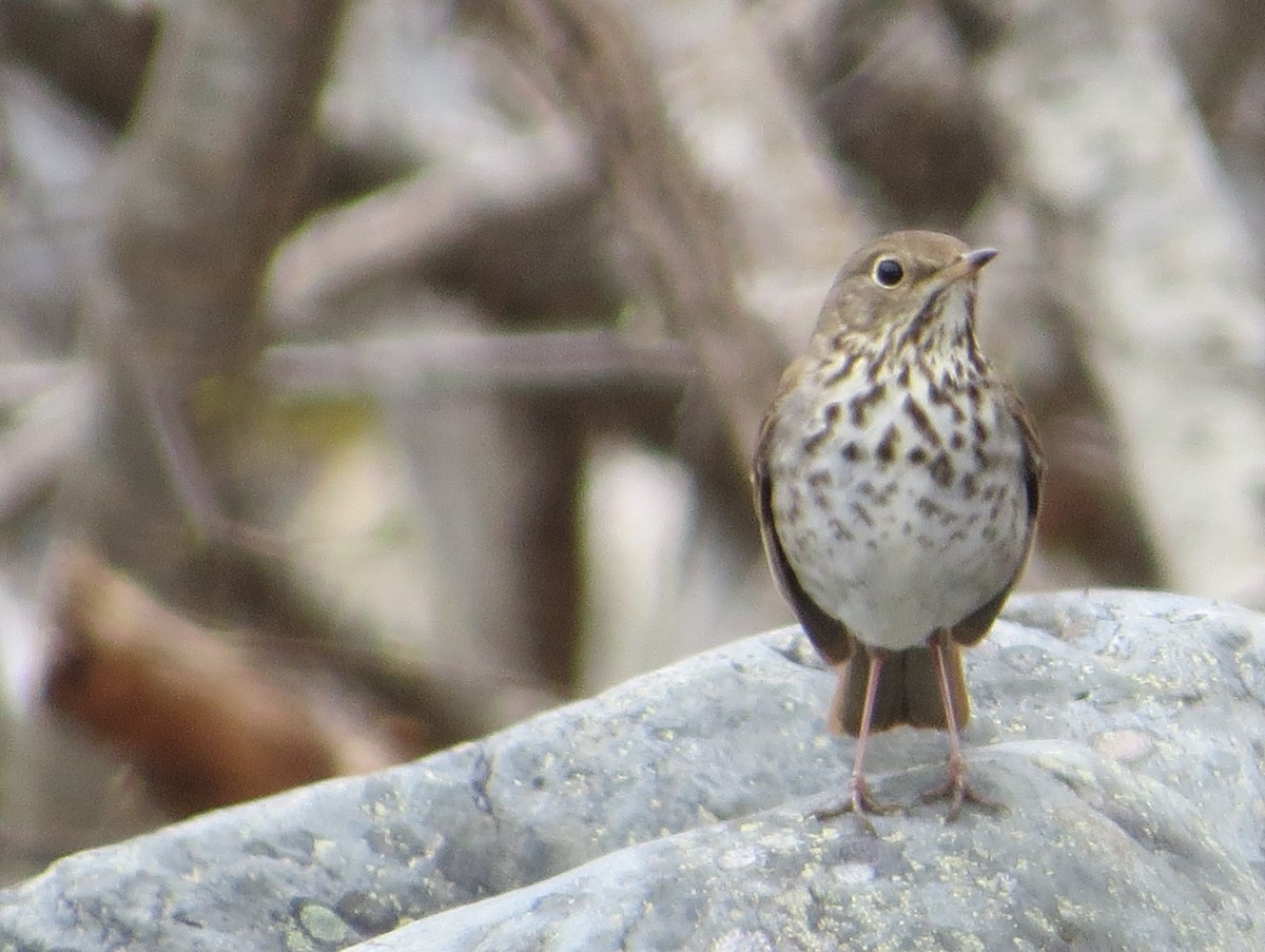 Hermit Thrush - ML585923501