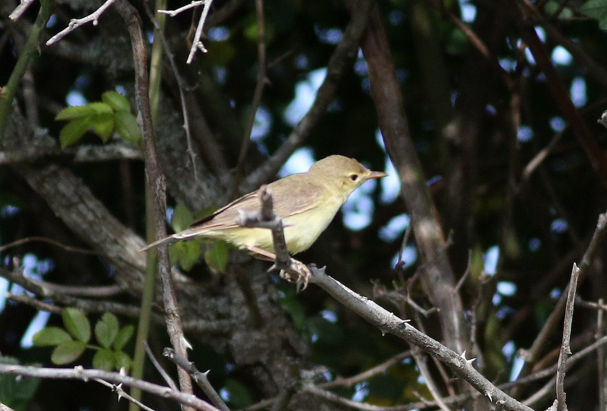 Melodious Warbler - ML585923661