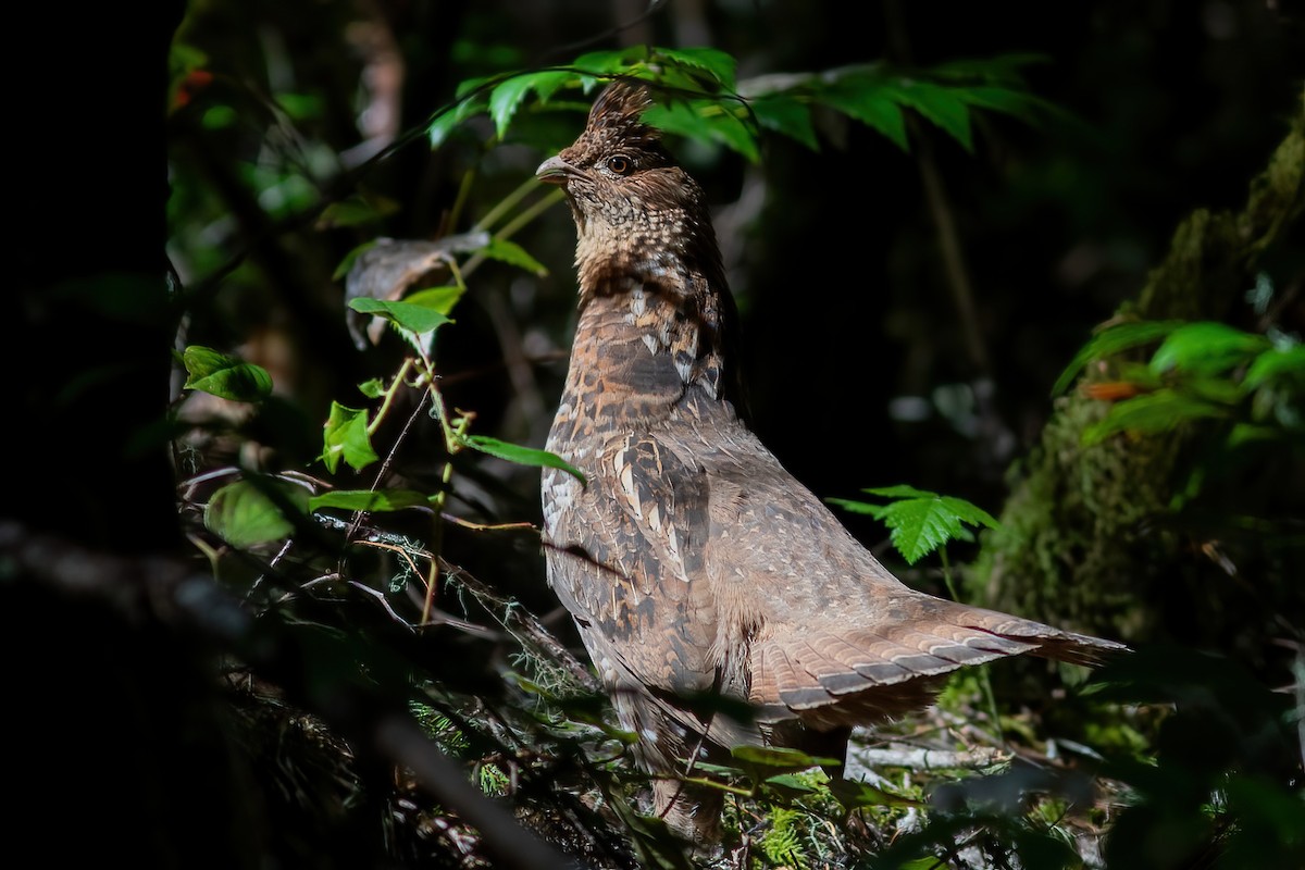 Ruffed Grouse - ML585923861