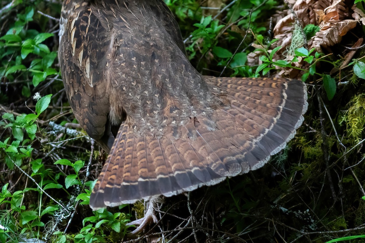 Ruffed Grouse - ML585923871