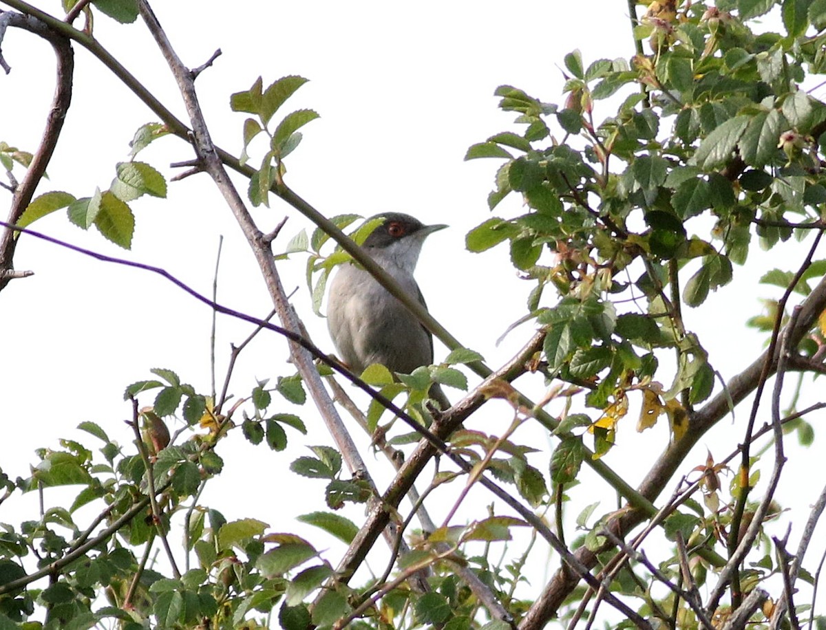 Sardinian Warbler - ML585923981