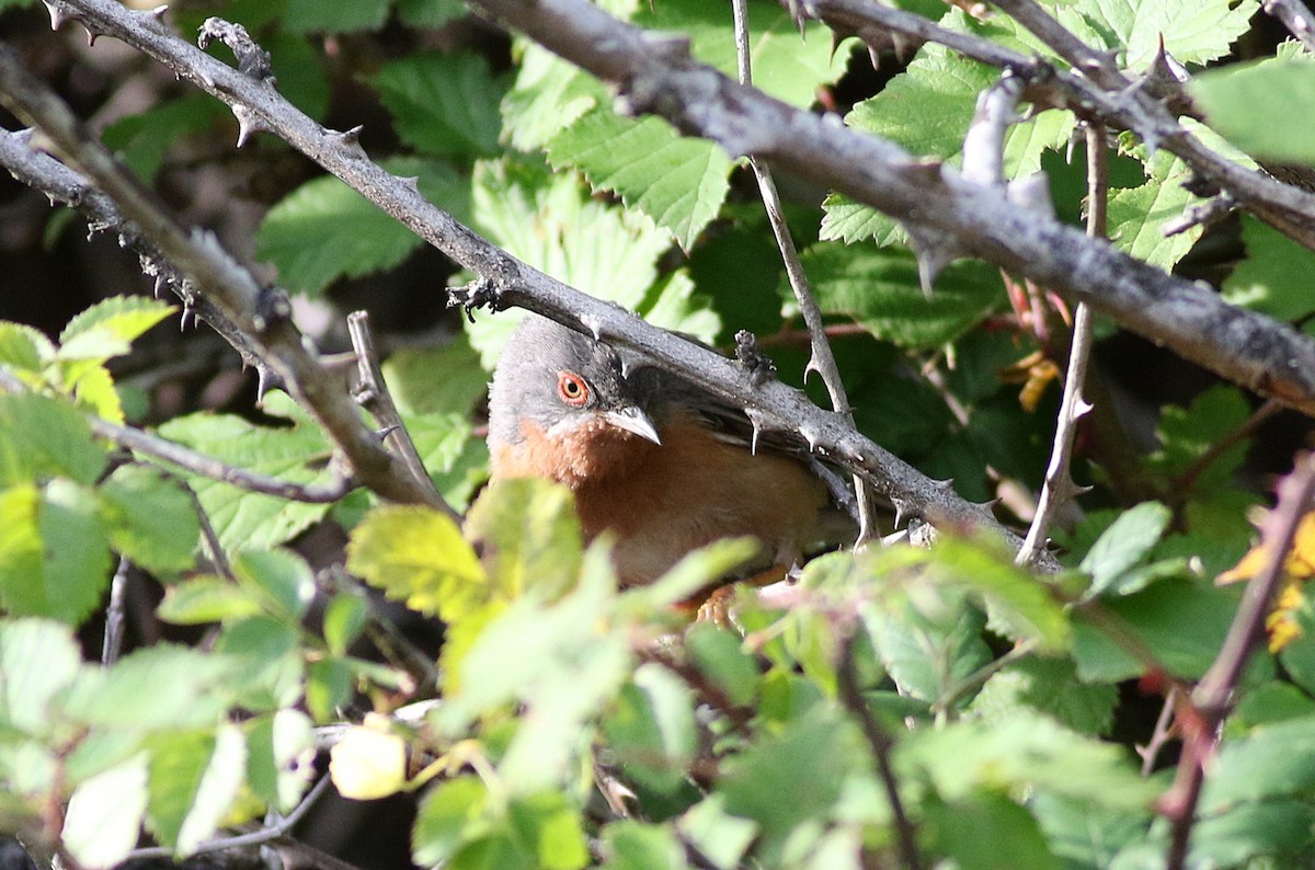 Western Subalpine Warbler - ML585924131