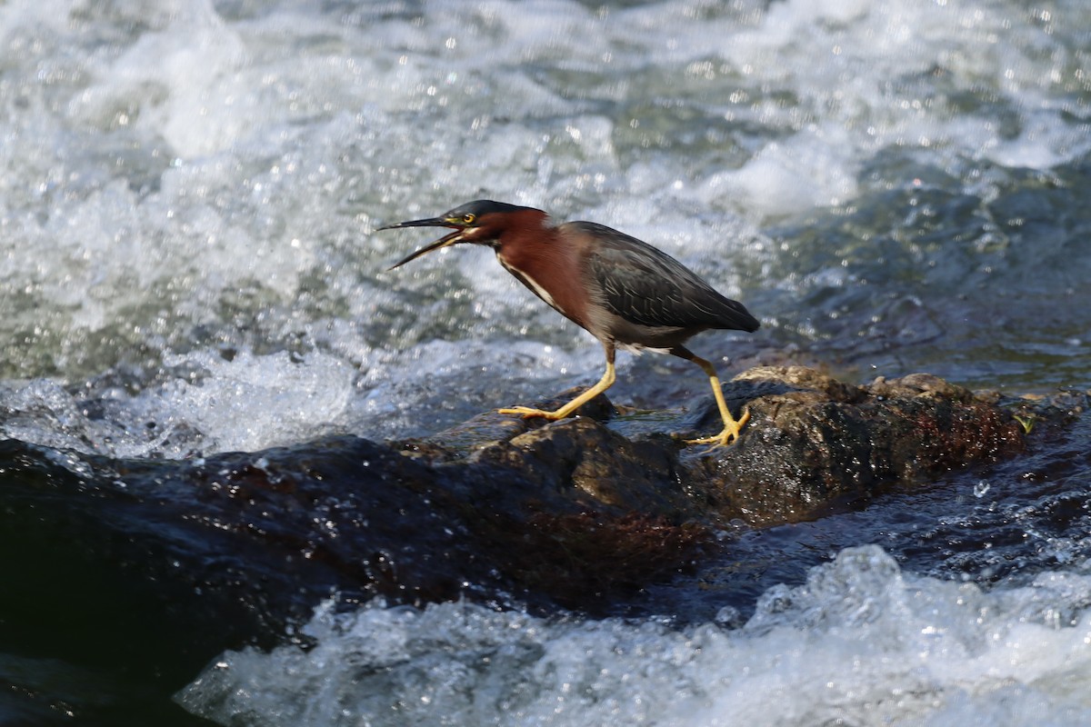 volavka zelenavá - ML585924171