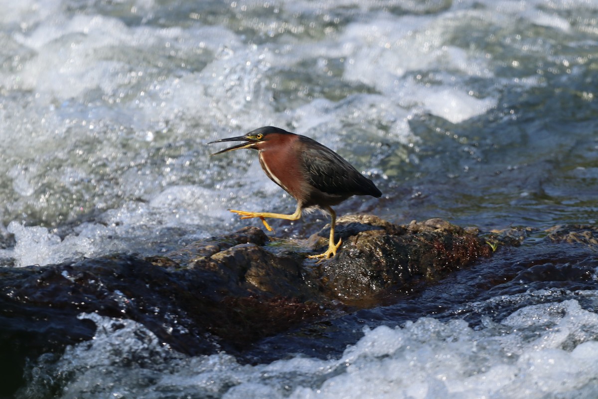 volavka zelenavá - ML585924181