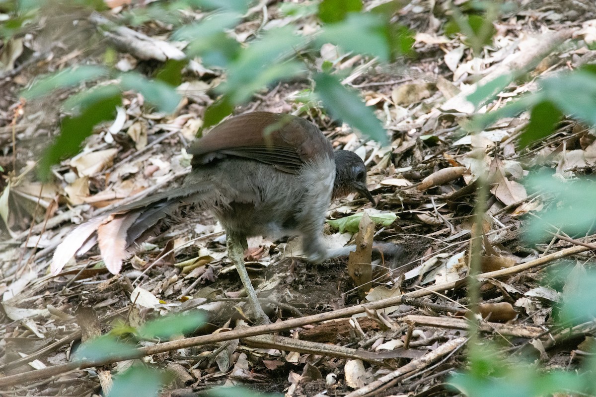 Superb Lyrebird - ML585924241