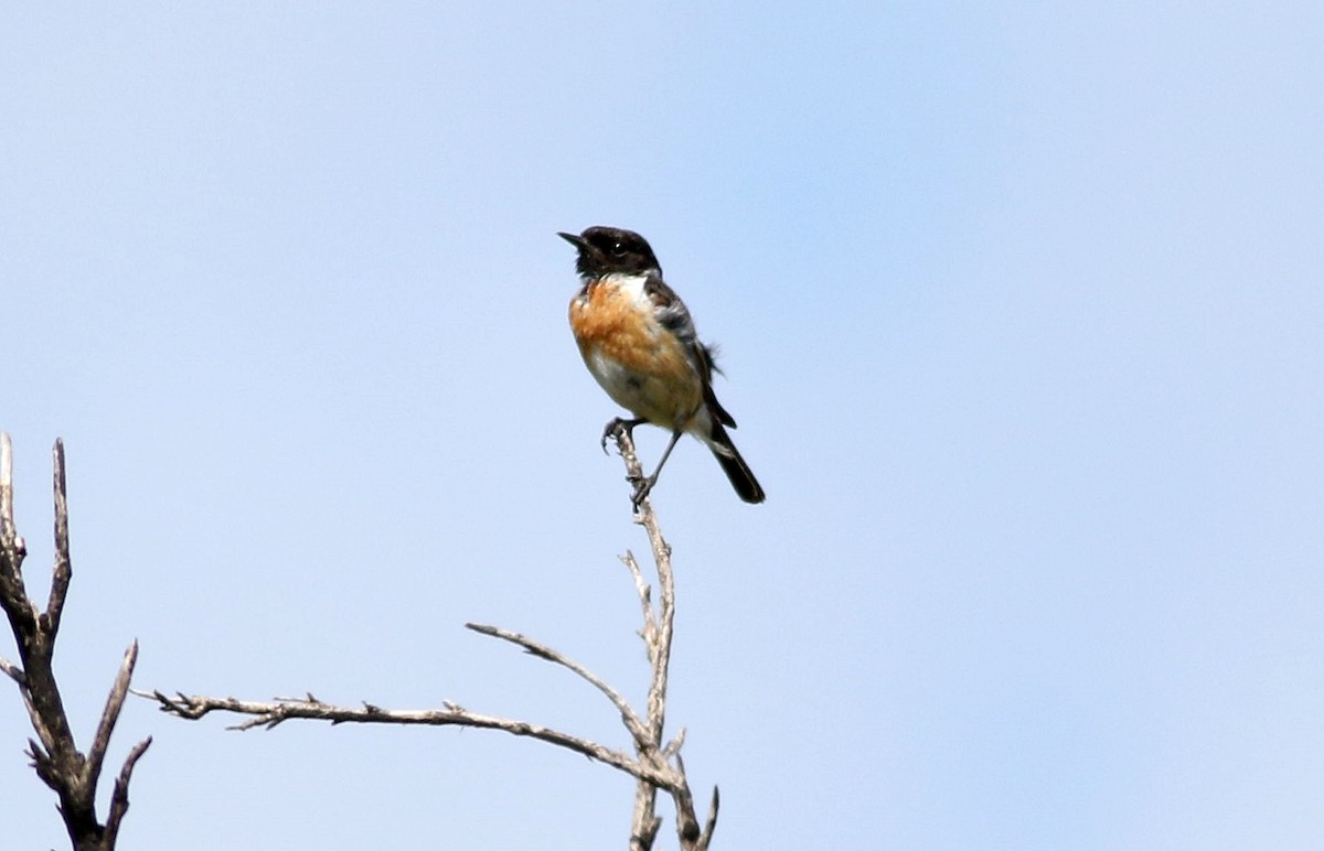 European Stonechat - ML585924481