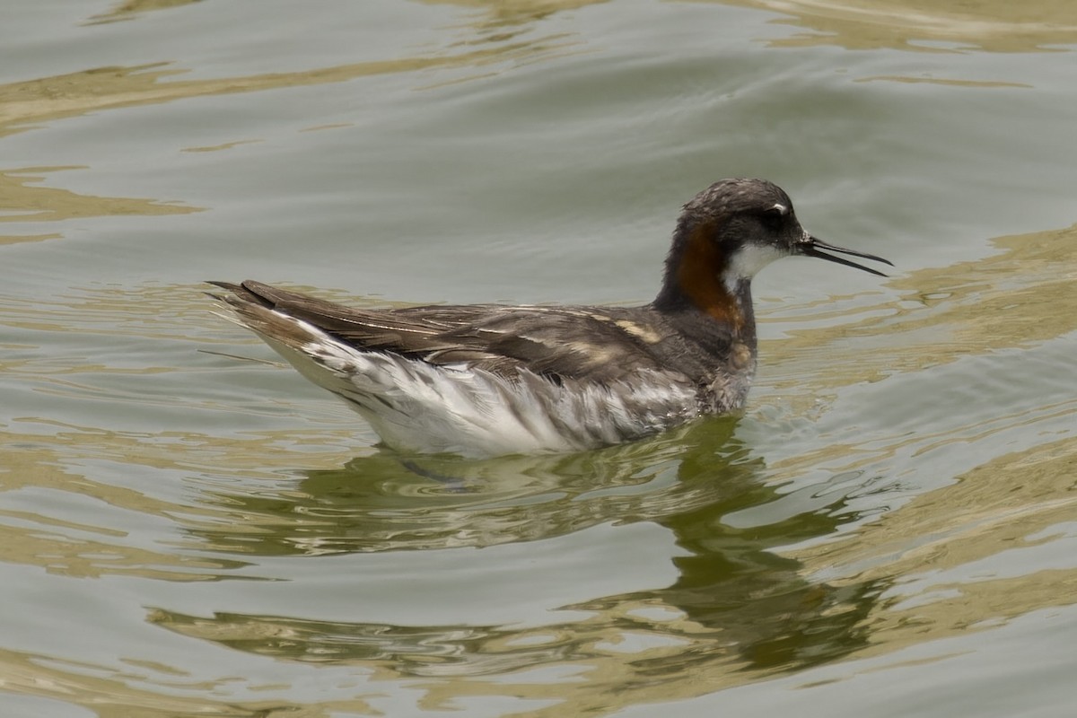 Phalarope à bec étroit - ML585924511