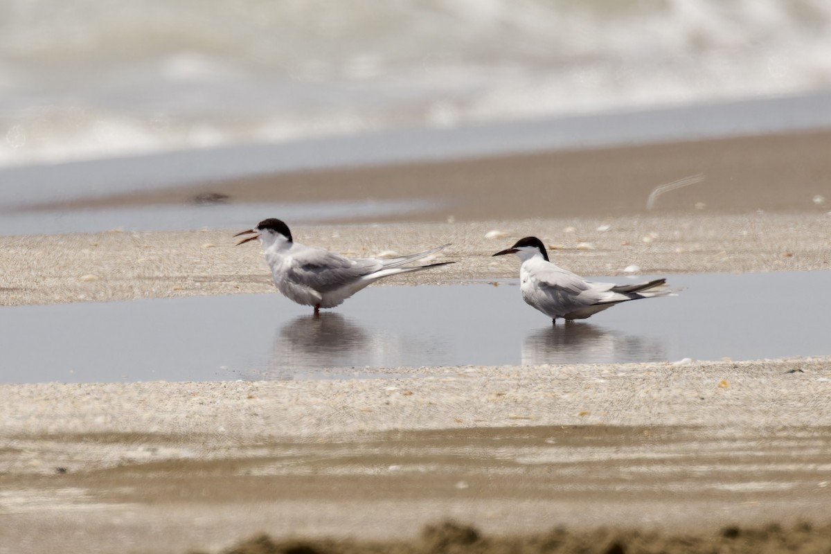 Common Tern - ML585925501