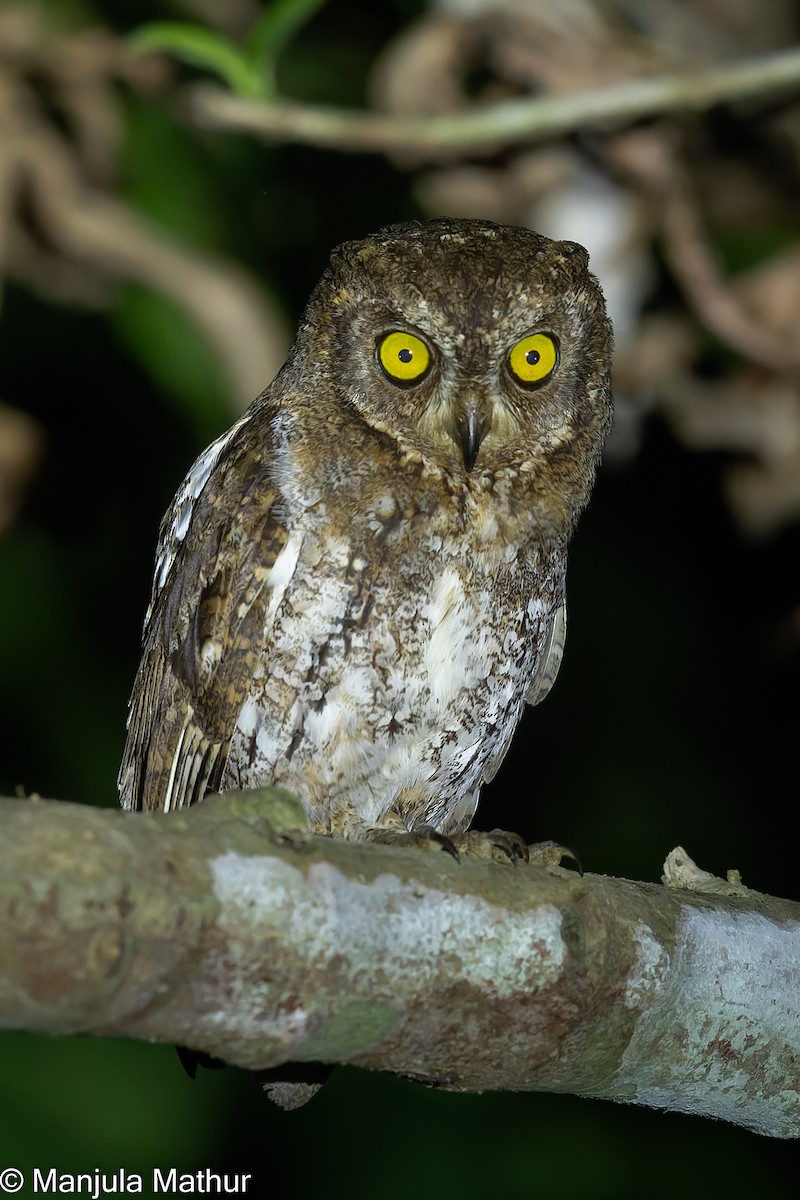 Oriental Scops-Owl - ML585925861