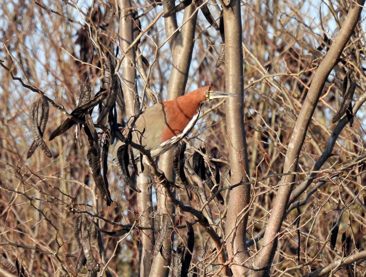 Rufescent Tiger-Heron - Hugo Caverzasi