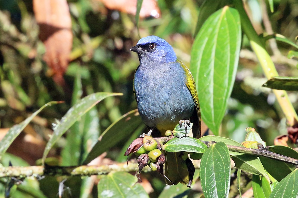 Blue-capped Tanager - ML585927361