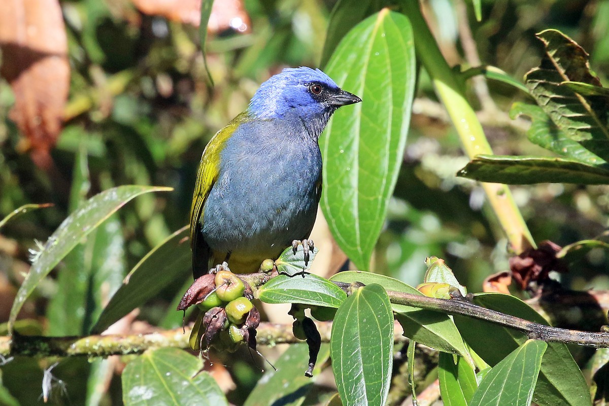 Blue-capped Tanager - ML585927381