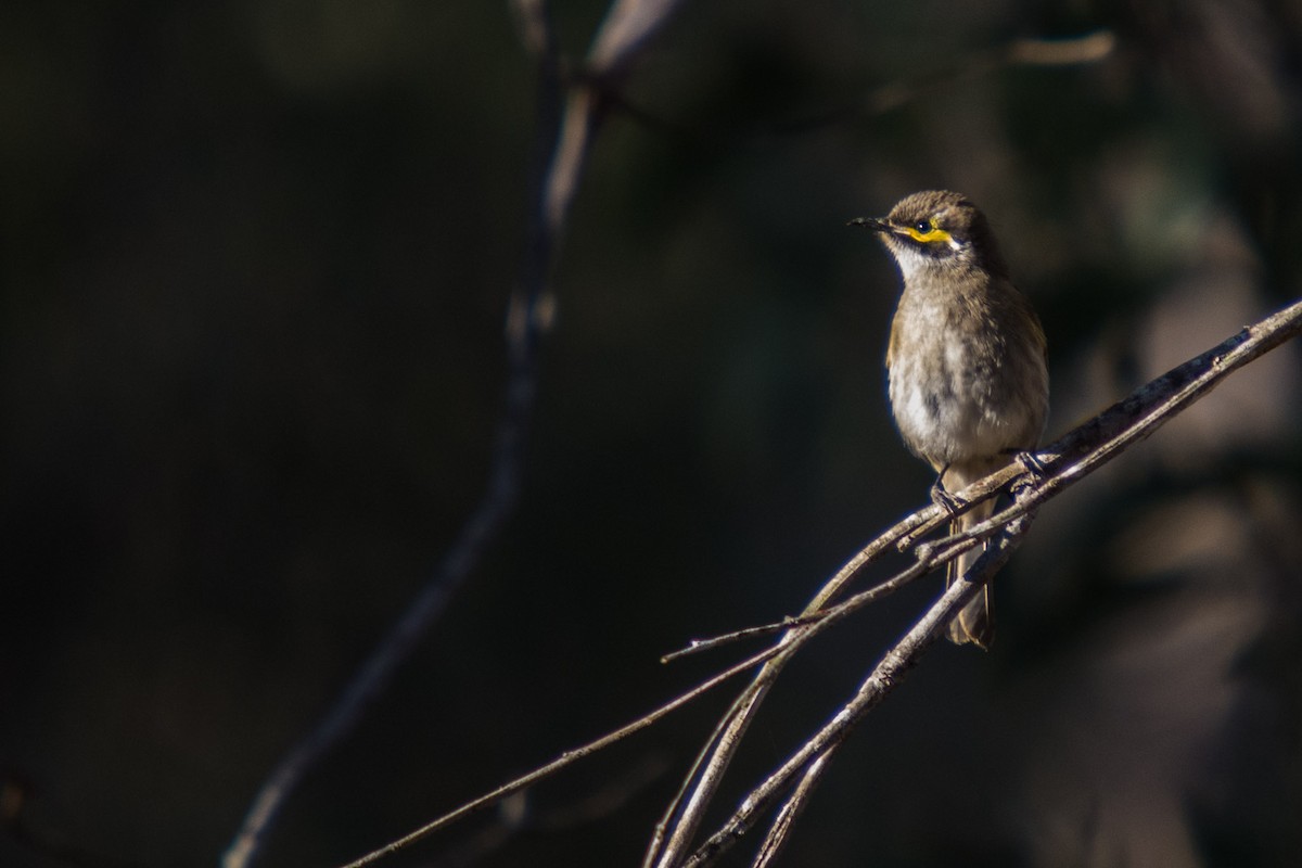 Yellow-faced Honeyeater - ML58592761