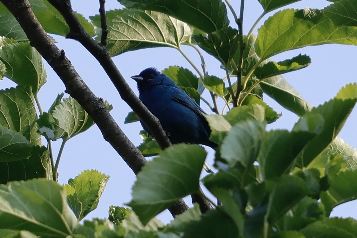 Indigo Bunting - Daniel Morton