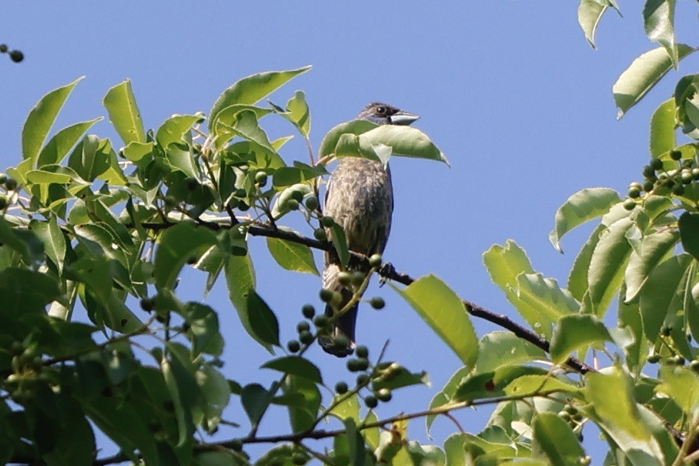 Blue Grosbeak - ML585928061