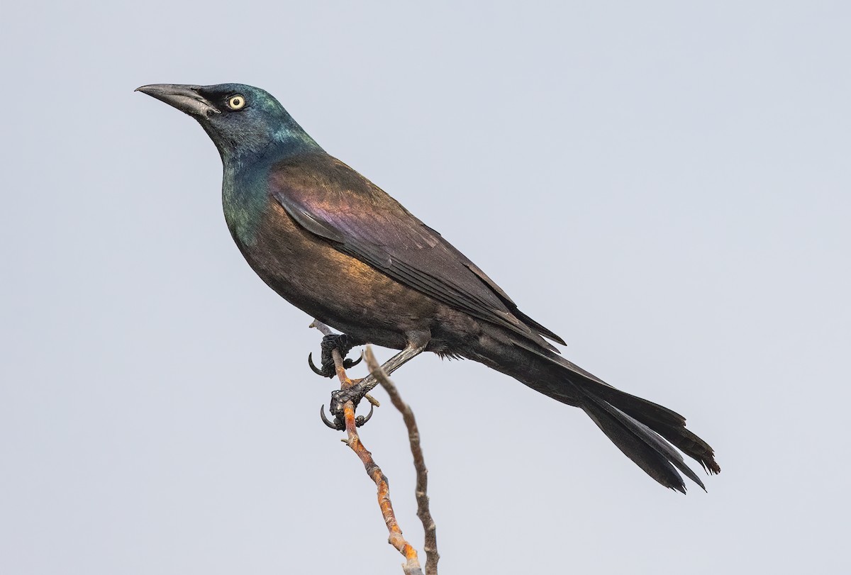 Common Grackle (Bronzed) - ML585929671