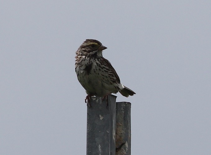 Savannah Sparrow - ML585929981