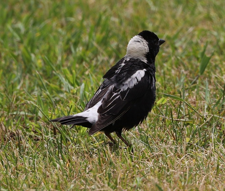 Bobolink - ML585930281