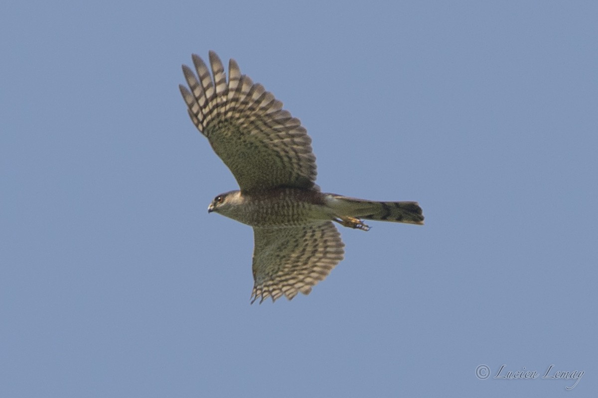 Sharp-shinned Hawk - ML58593121