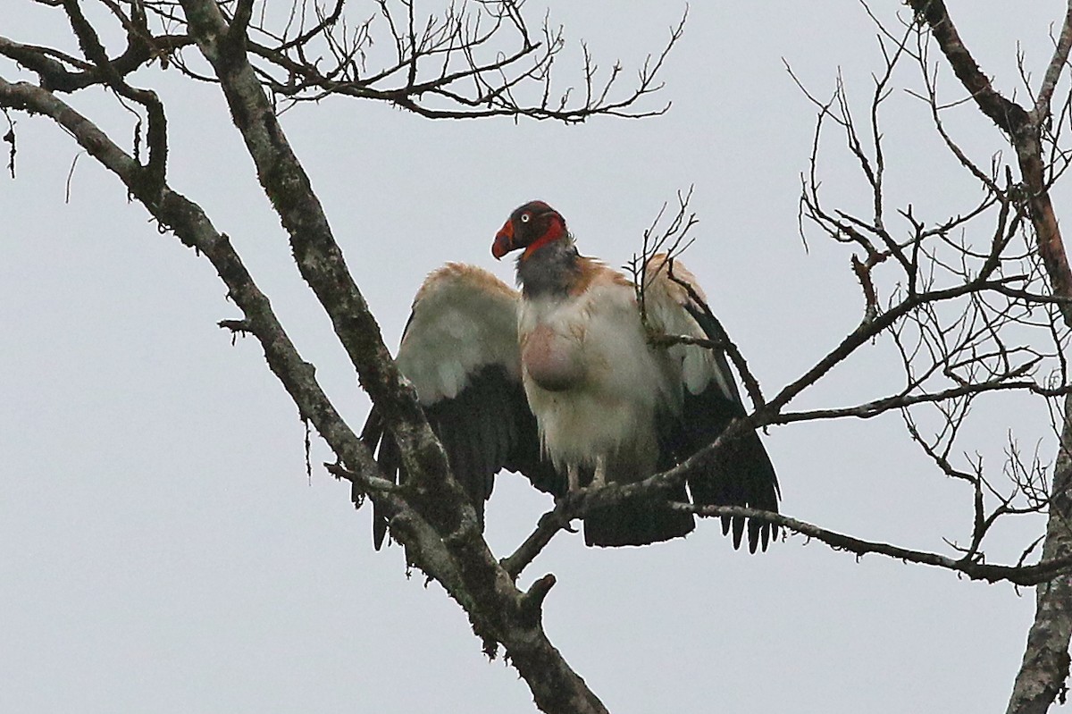 King Vulture - ML585931251