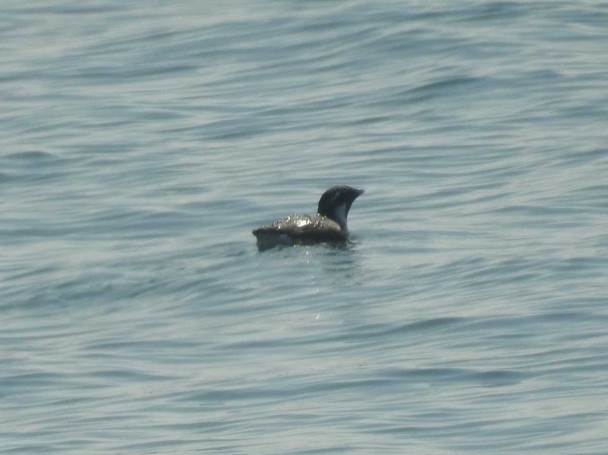 Ancient Murrelet - David Cristóbal Huertas