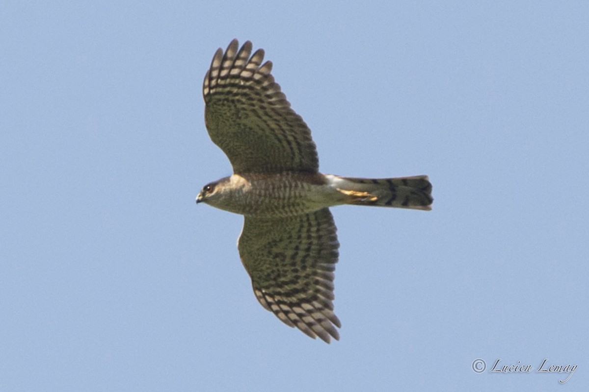 Sharp-shinned Hawk - ML58593151