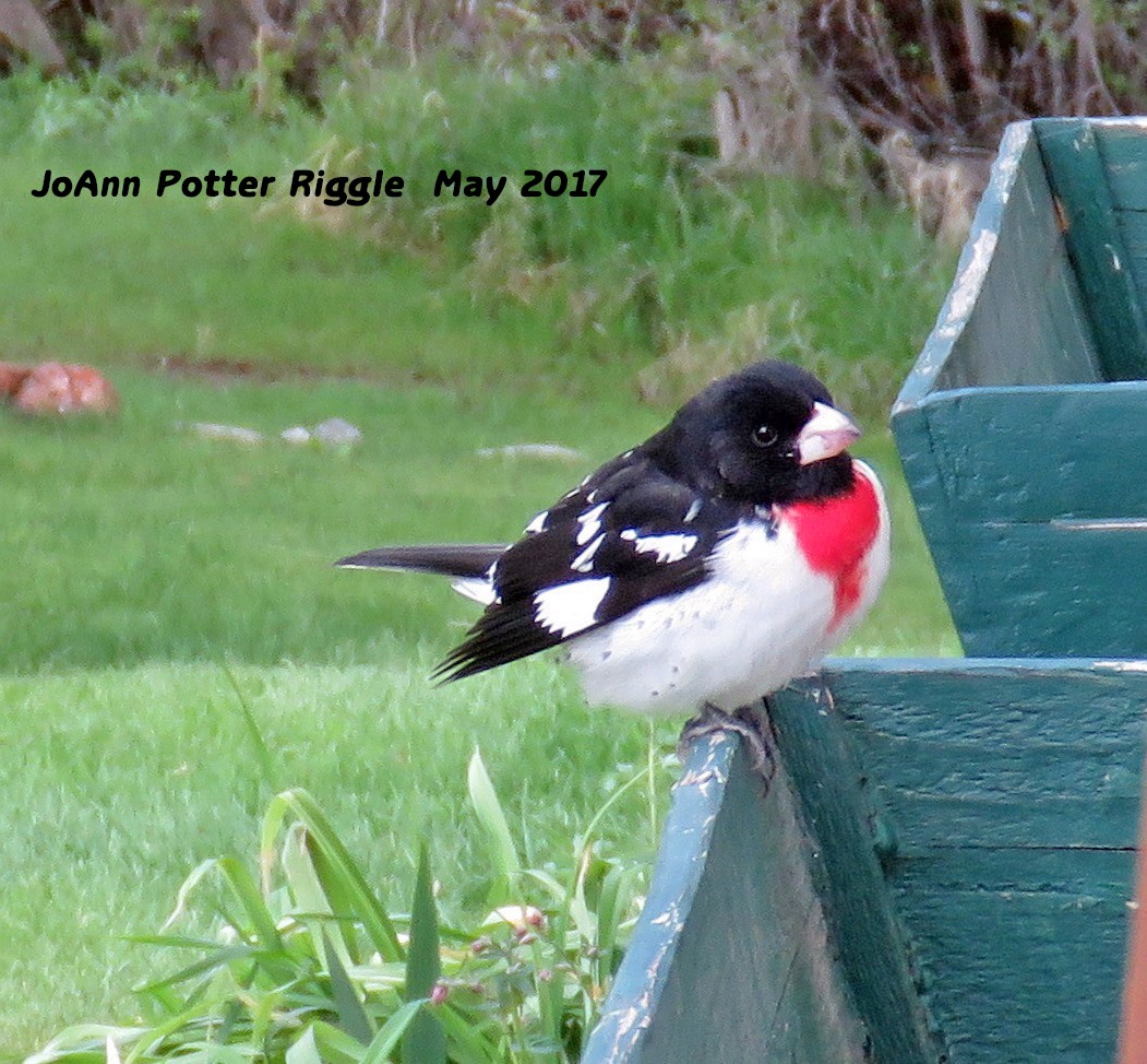 Rose-breasted Grosbeak - JoAnn Potter Riggle 🦤