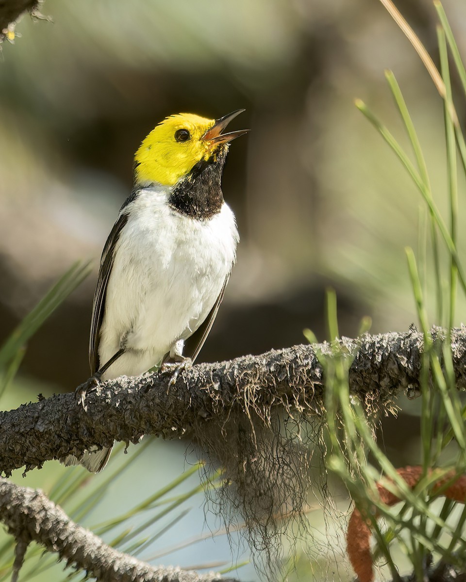 Hermit Warbler - ML585931851