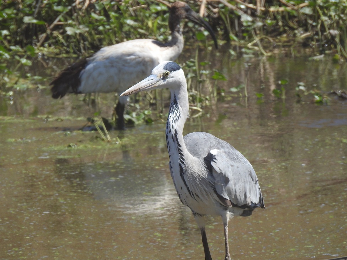 Gray Heron - ML585932221