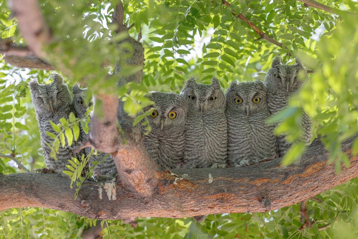 Western Screech-Owl - ML585932341