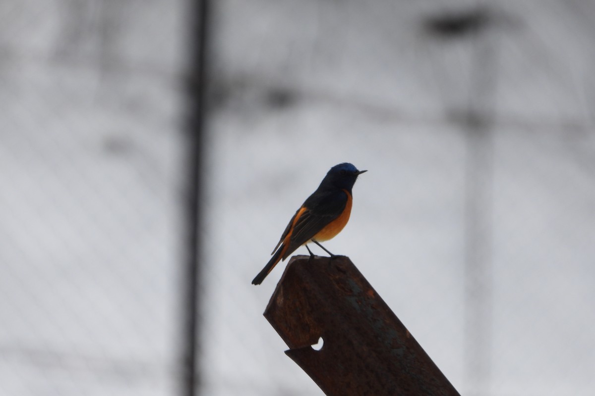 Blue-fronted Redstart - ML585933221