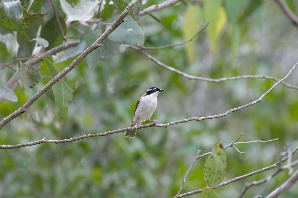 White-throated Honeyeater - ML58593411