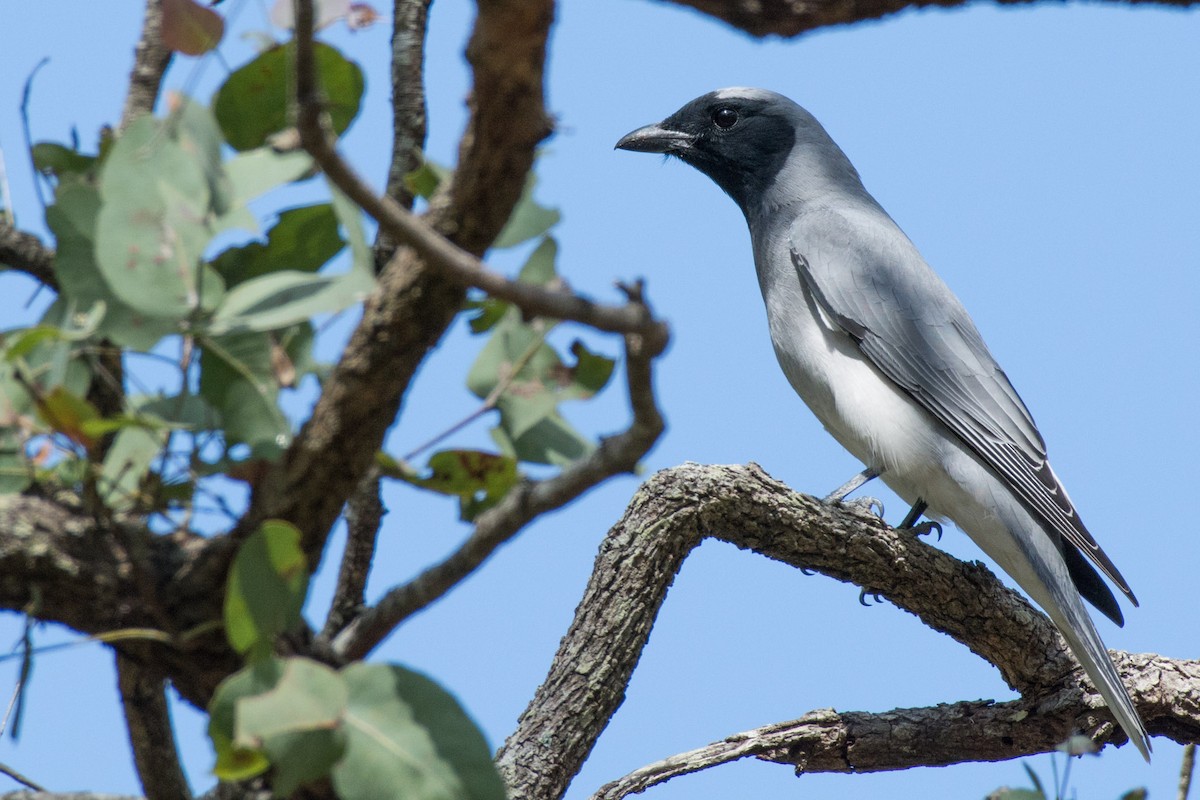 Black-faced Cuckooshrike - ML58593421